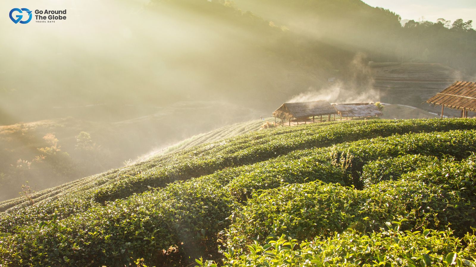 Munnar family tour packages from Chennai