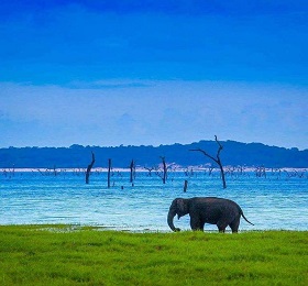 4 Nights 5 Days Mysore Coorg Wayanad