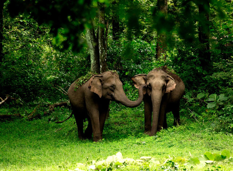 7 Days 6 Nights Budget Holiday Package