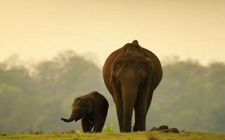 Munnar Sightseeing's
