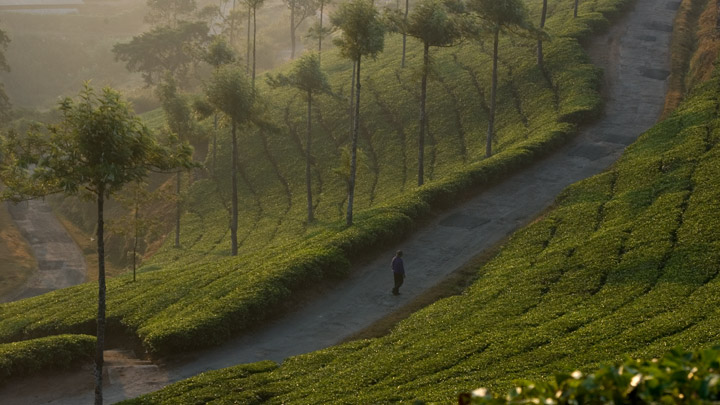 Cochin Arrival to Munnar