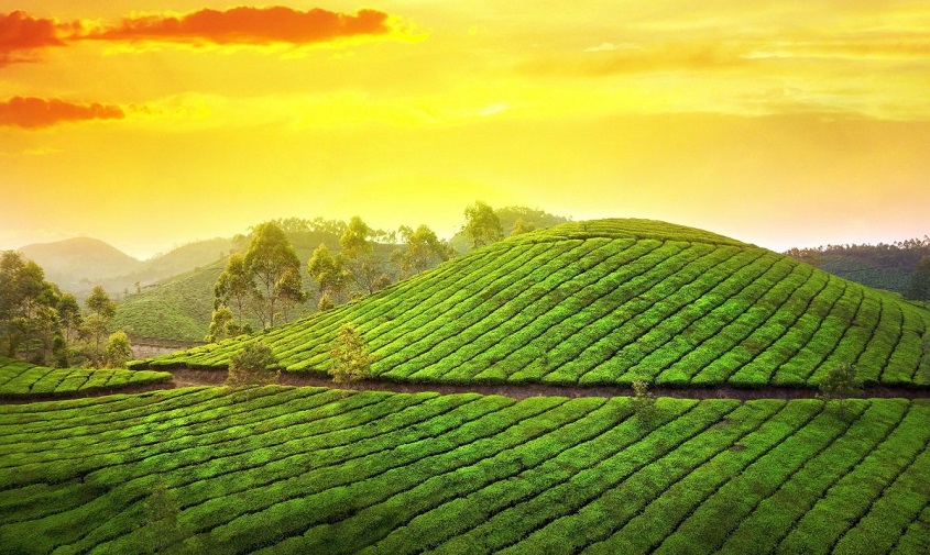 Munnar Sightseeing's